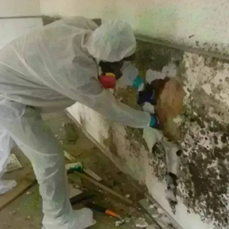 Mold Remediation and Removal in Hickory, NC